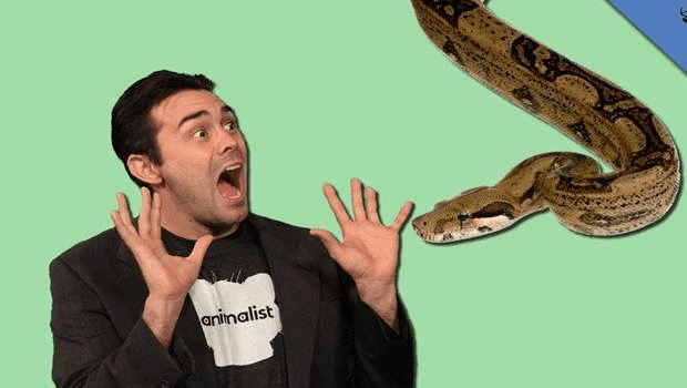 Animalist: Fear of Pythons
