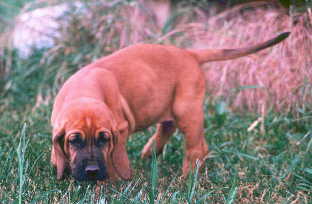 bloodhound photo